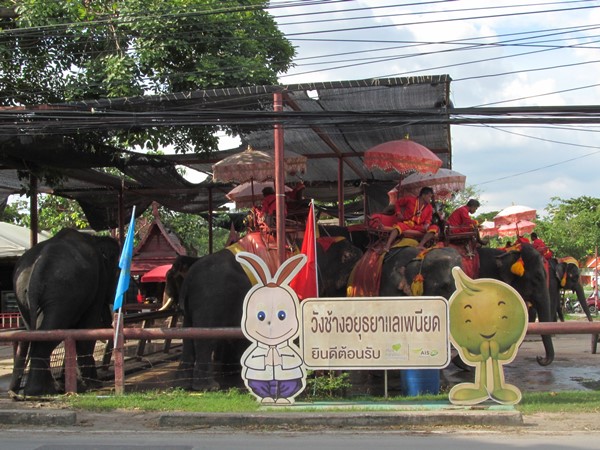 Ayutthaya Fil Turu, Tayland