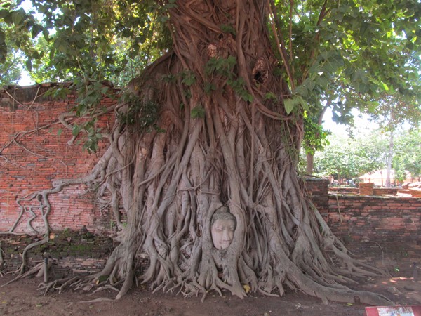 Gizemli Buda Başı, Wat Mahattat, Ayutthaya