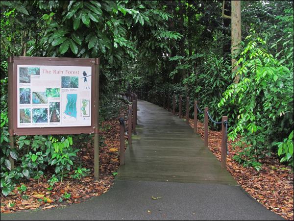 Yağmur Ormanı Yürüyüş Yolu - Singapur Botanik Bahçesi