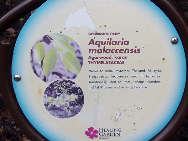 Şifa Bahçesi, Singapur Botanik Bahçesi