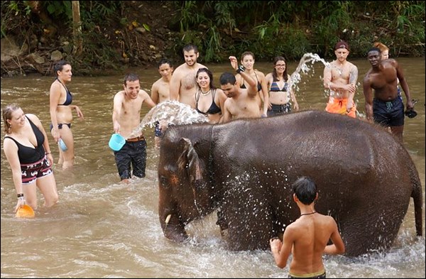 nehirde fillerle oyun - chiang mai, tayland