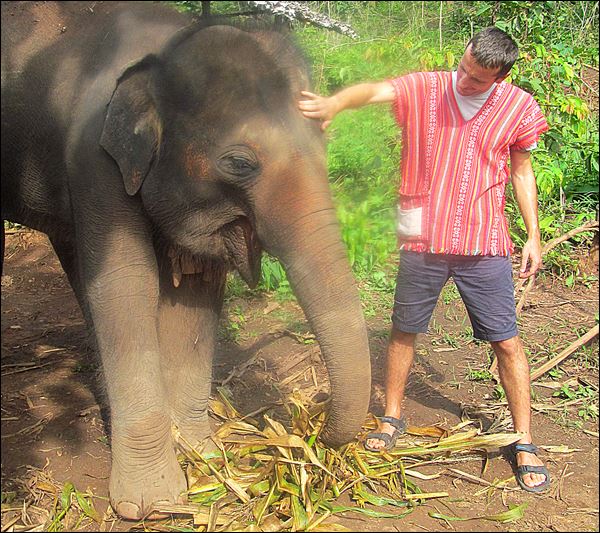chiang mai fil bakım merkezi - tayland gezi notları