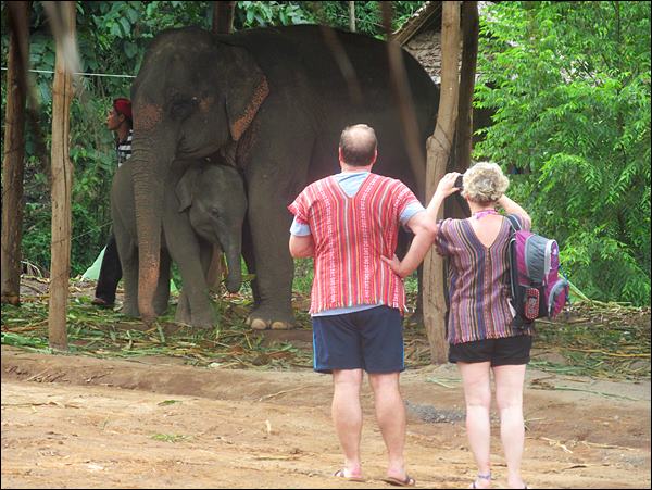 chiang mai'deki fil koruma alanları, Tayland - chiang mai elephant jungle sanctuary