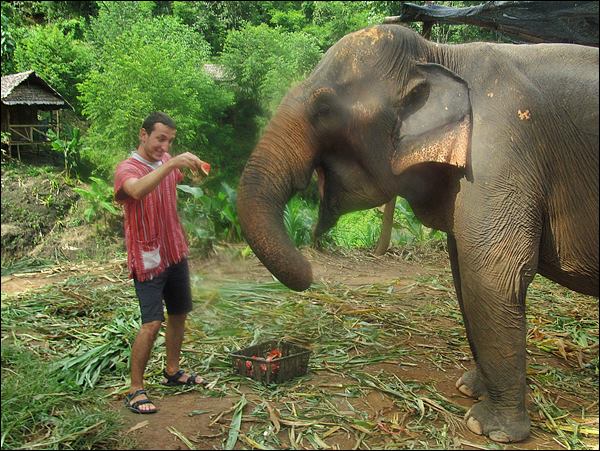 chiang mai'de fil sığınma alanları, tayland fil rehberi