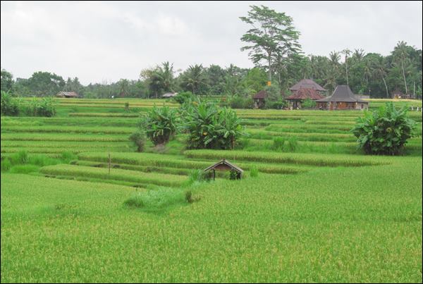 Campuhan - Ubud