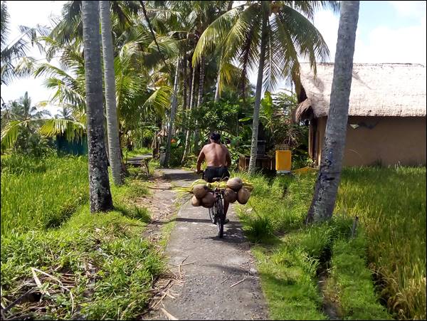 Ubud Doğa Yürüyüşü, Bali - Endonezya