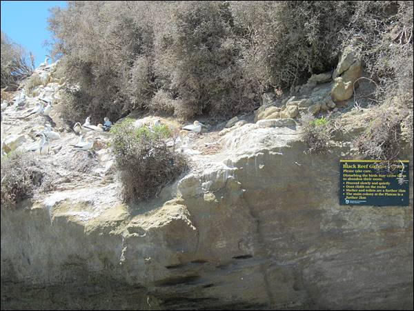 Cape Kidnappers Sümsük Kuşu kolonisi gezi yazıları