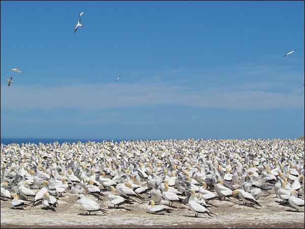 Cape Kidnappers Gannet Colony