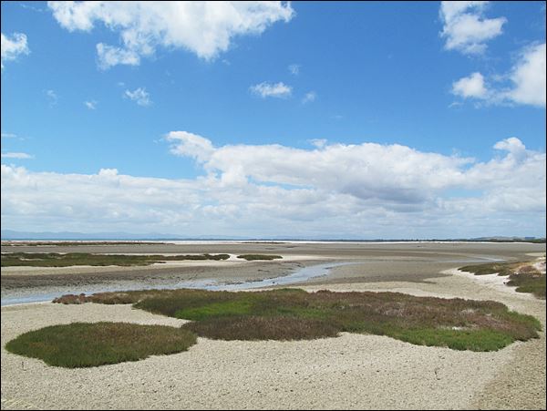 Miranda, Yeni Zelanda