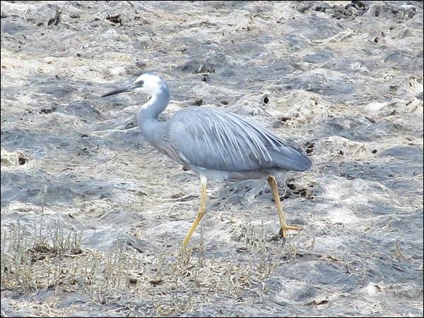 Miranda Shorebird Cenre, Yeni Zelanda