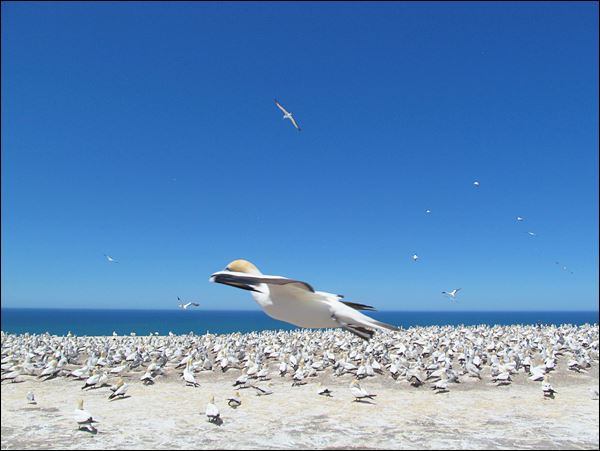 Sümsük Kuşu Kolonisi, Cape Kidnappers - Yeni Zelanda