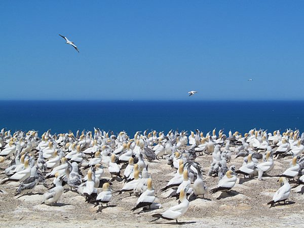 Sümsük Kuşları, Yeni Zelanda Gezi Notları