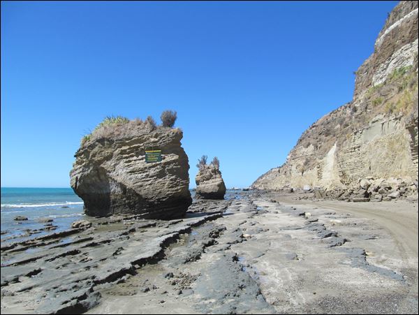Cape Kidnappers Gannet Kolonisine nasıl gidlir?