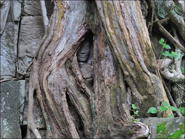Buda Başı - Ta Prohm, Siem Reap