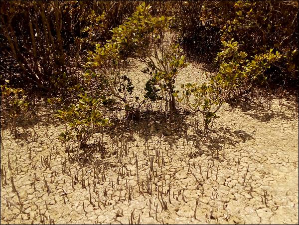 Mangrov Ağaçları ve kökler, Yeni Zelanda gezi notları