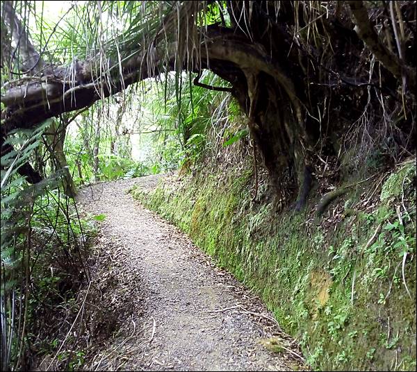Edward's Lookout (Edward Seyir Noktası) walking track