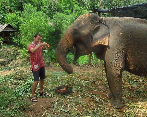 Chiang Mai Elephant Jungle Sanctuary - Tayland'da Fil Koruma ve Bakım Merkezleri