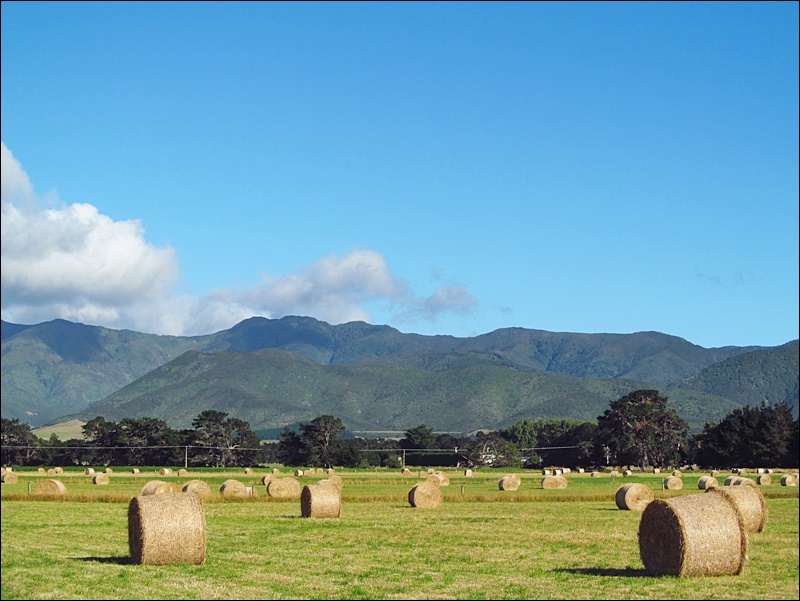 Hay Bales - Saman Balyaları - Featherston