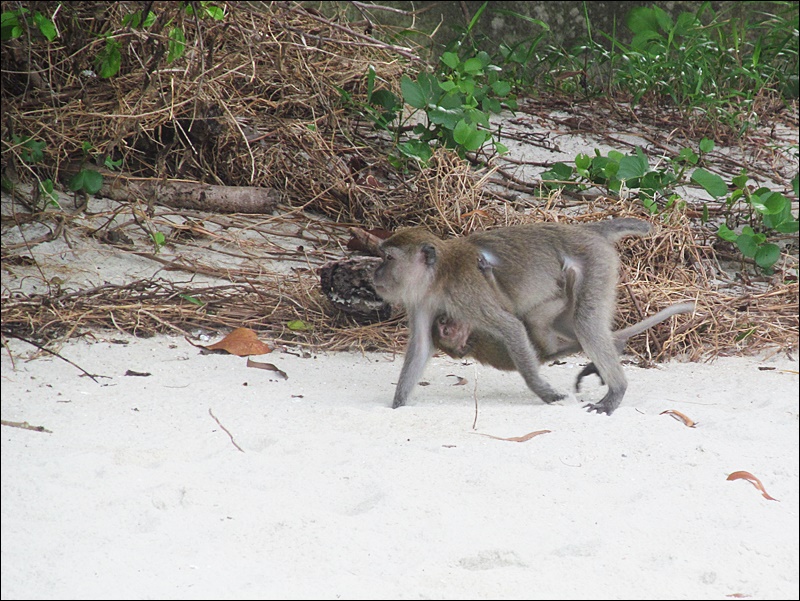 Penang Milli Parkı (Penang National Park) Maymunları - Malezya'da Maymunlar