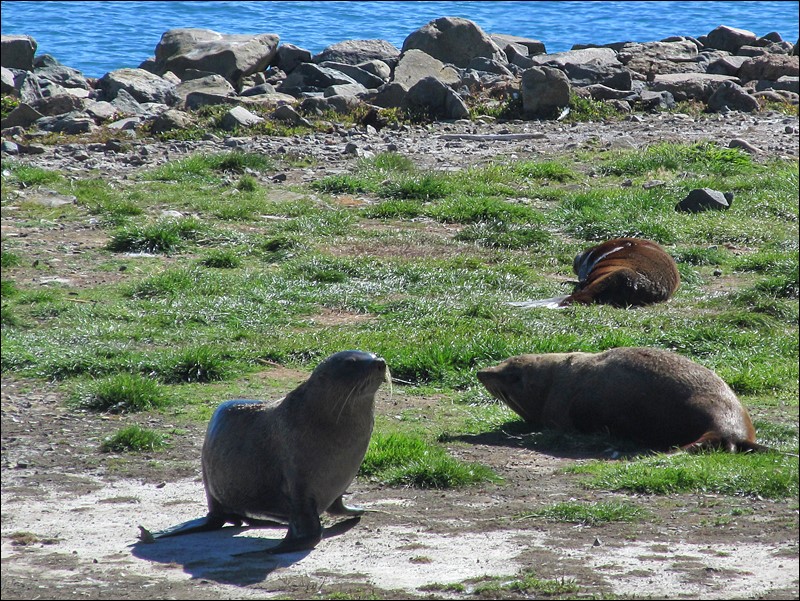 Sea lions at Dunedin Peninsula - New Zealand