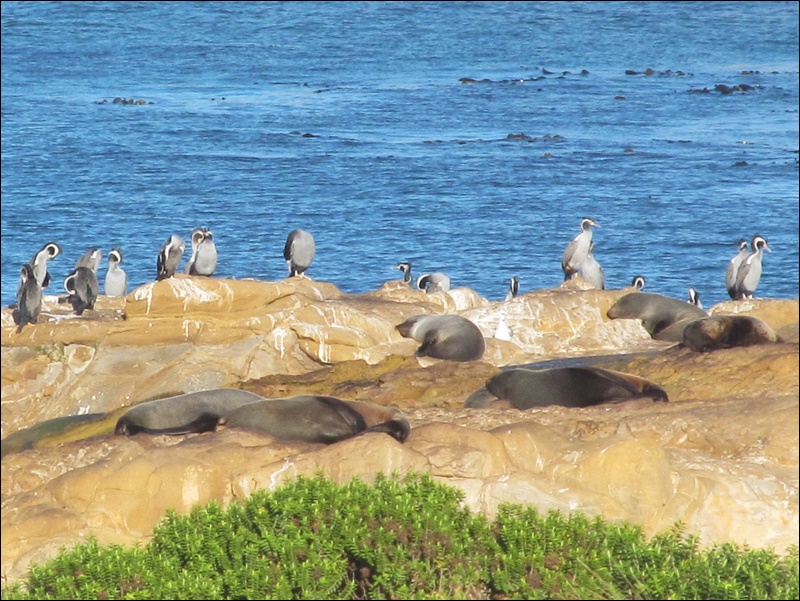 Fur Seal Colony and Shag Colony, Shag Point - New Zealand