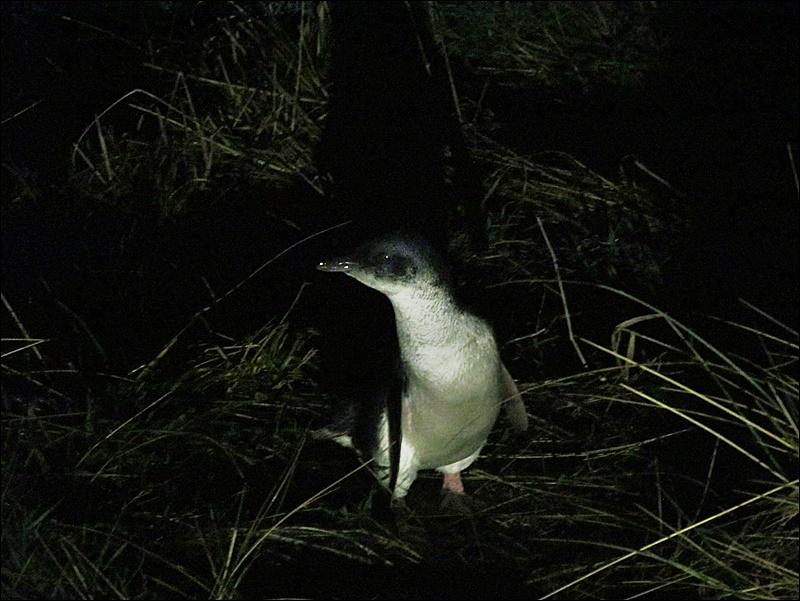 Blue Penguins, Dunedin - New Zealand