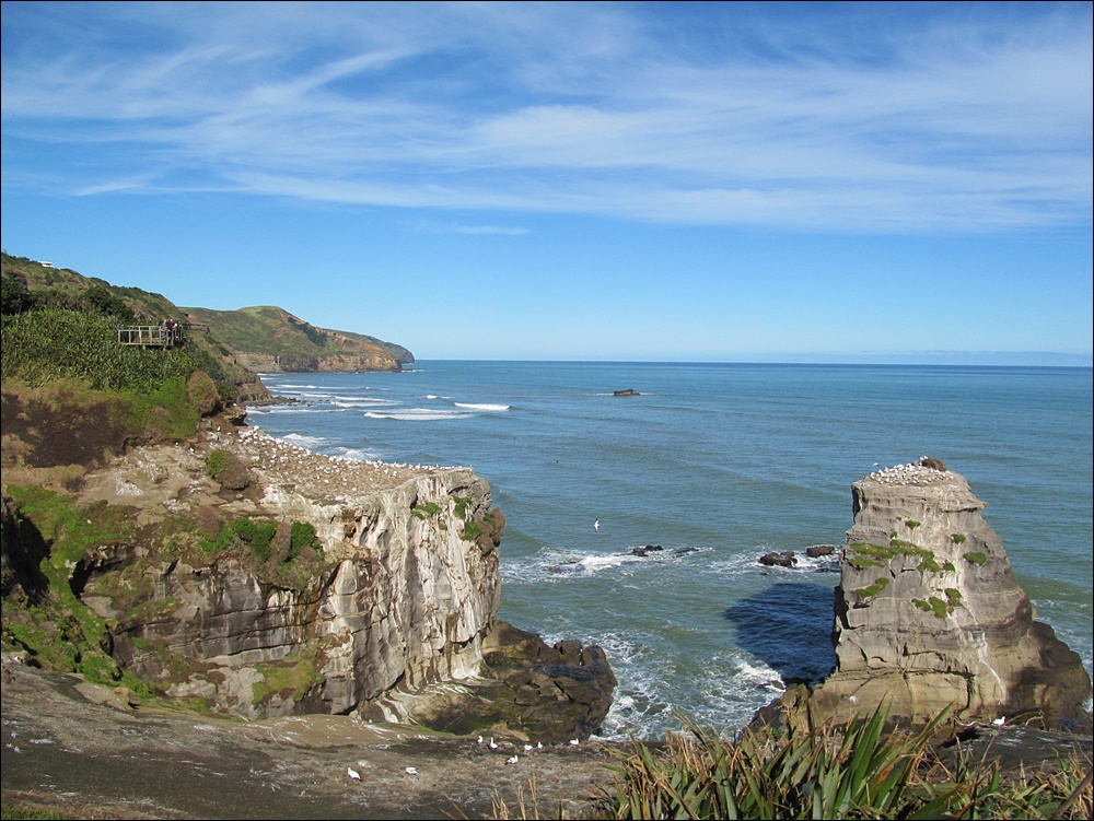 Muriwai Beach Gannet Colony - New Zealand