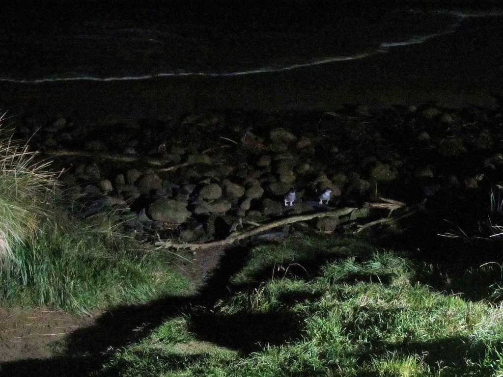 Mavi Penguenler Karaya Çıkarken - Dunedin