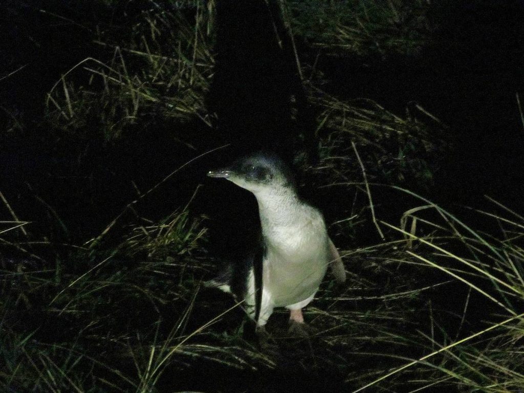 Mavi-Penguenler-Yeni-Zelanda