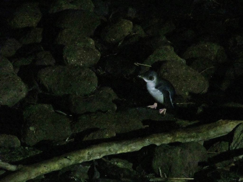 Yeni Zelanda - Mavi Penguenler